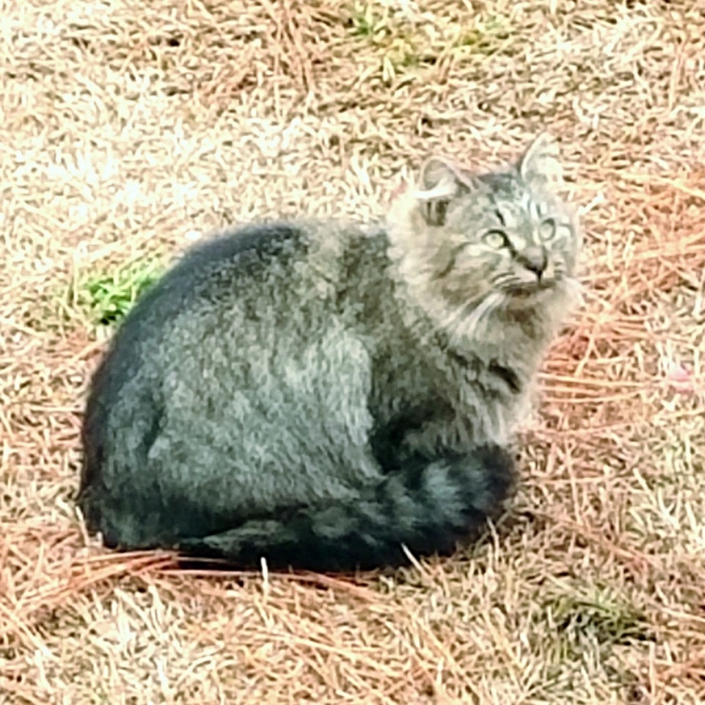 MY PRETTY MANCOON KITTY!!!
